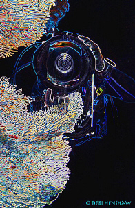 Through The Lens by Debi Henshaw 